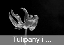 Tulipany i ...